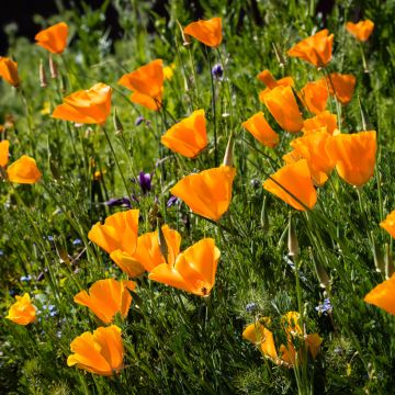 Eschscholzia californica Orange King (zaad) – Slaapmutsje