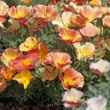 Eschscholzia californica Thai Silk Apricot Chiffon (zaad) – Slaapmutsje