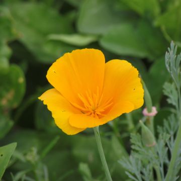 Eschscholzia californica Aurantiaca Oranje (zaad) biologisch – Slaapmutsje