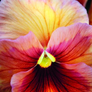 Viola wittrockiana Inspire Peach Shades (zaad) - Grootbloemige viool