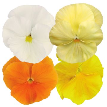 Viola wittrockiana Inspire Plus Sunny Day Mix (zaad) - Grootbloemige viool