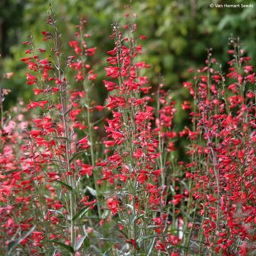 Penstemon barbatus Twizzle Scarlet (zaad) - Slangenkop Penstemon barbatus Twizzle Scarlet (zaad) - Slangenkop