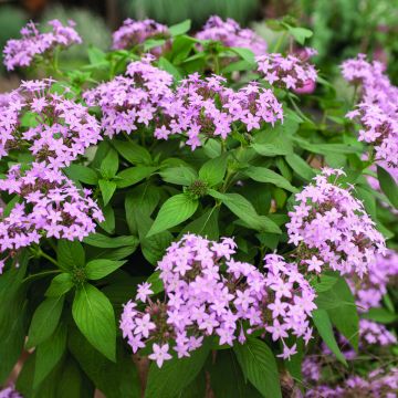 Pentas lanceolata Northern Lights Lavender (zaad) - Egyptische sterbloem