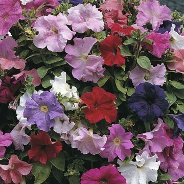 Petunia Cascade Extra (zaad) - Hangpetunia