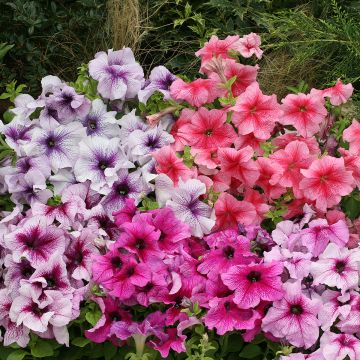 Petunia Prism Sundae Mix (zaad) - Hangpetunia Petunia Prism Sundae Mix (zaad) - Hangpetunia
