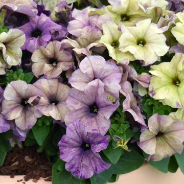 Petunia x hybrida Shake Blueberry (zaad) - Hangpetunia