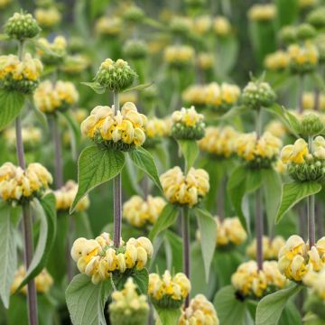 Phlomis russeliana (zaad) - Brandkruid