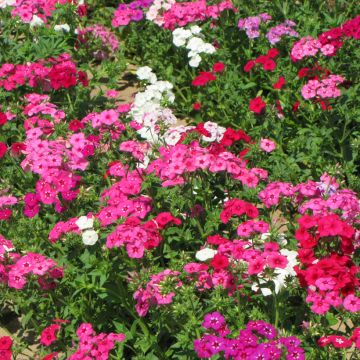 Phlox drummondii Grandiflora Mix (zaad) - Eenjarige vlambloem