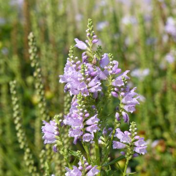 Physostegia virginiana Rosea (zaad) - Scharnierbloem