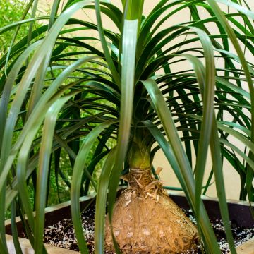 Beaucarnea recurvata (zaad) - Olifantspoot