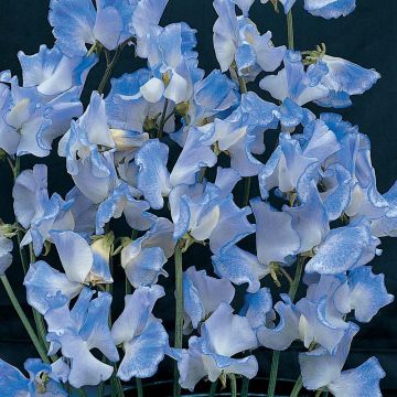 Lathyrus odoratus Blue Ripple (zaad) - Siererwt