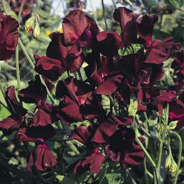 Lathyrus odoratus Midnight (zaad) - Siererwt