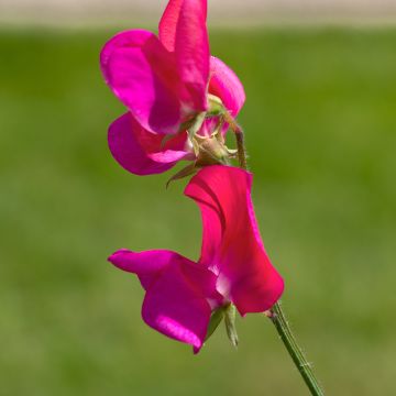 Lathyrus odoratus Miss Willmott (zaad) - Siererwt