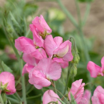 Lathyrus odoratus Pinkie (zaad) - Siererwt