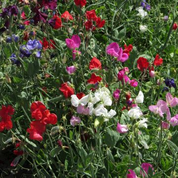 Lathyrus odoratus Spencer Mix (zaad) - Siererwt