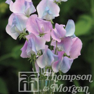 Lathyrus odoratus Turquoise Lagoon (zaad) - Siererwt