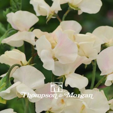 Lathyrus odoratus Cream Southborne (zaad) - Siererwt