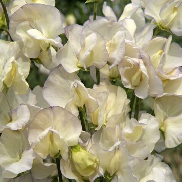 Lathyrus odoratus Spencer Old Times (zaad) - Siererwt
