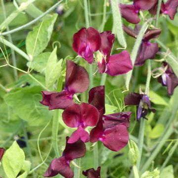 Lathyrus odoratus Spring Sunshine Burgundy (zaad) - Siererwt