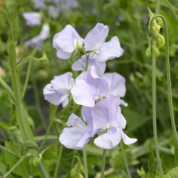 Lathyrus odoratus Spring Sunshine Light Blue (zaad) - Siererwt