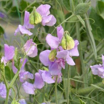 Lathyrus odoratus Spring Sunshine Lilac (zaad) - Siererwt