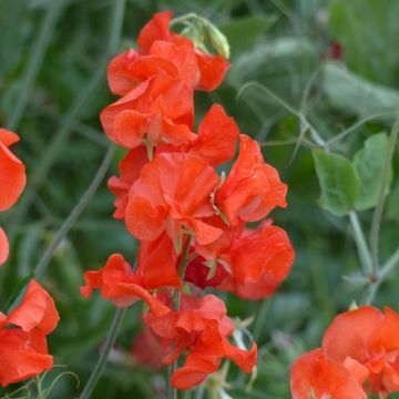 Lathyrus odoratus Spring Sunshine Orange (zaad) - Siererwt