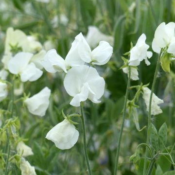 Lathyrus odoratus Spring Sunshine White (zaad) - Siererwt