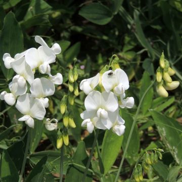 Lathyrus latifolius White Pearl (zaad) - Wilde pronkerwt