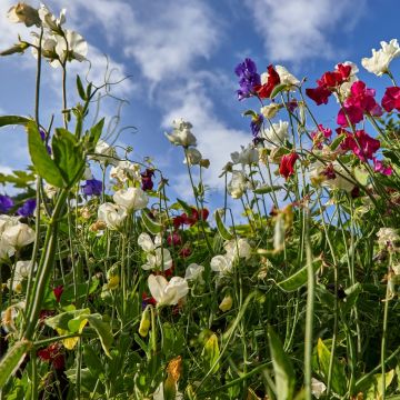 Lathyrus odoratus Winter Sunshine Formula Mix (zaad) - Siererwt