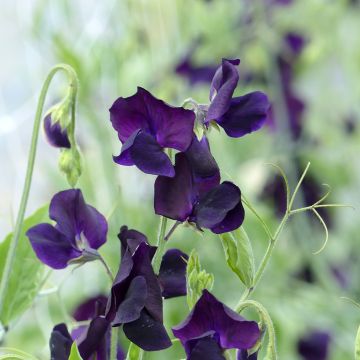 Lathyrus odoratus Winter Sunshine Navy (zaad) - Siererwt