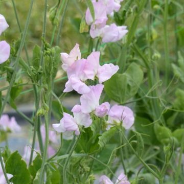Lathyrus odoratus Winter Sunshine Opal (zaad) - Siererwt