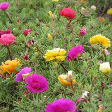 Portulaca grandiflora (zaad) - Portulakroos