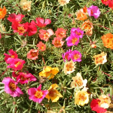 Portulaca grandiflora Single Mix (zaad) - Portulakroos