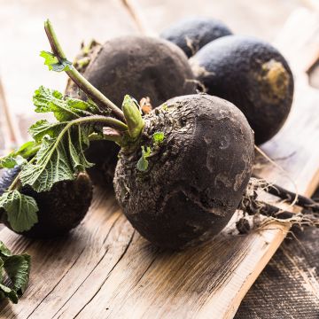 Zwarte radijs groot rond winter BIO