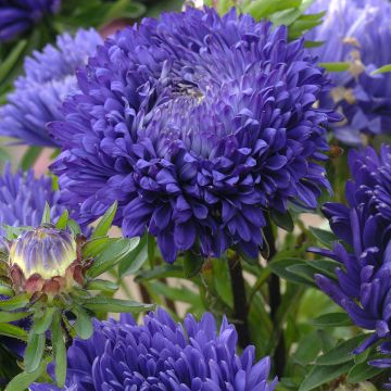 Zomeraster King Size Mid-Blue (zaad) - Callistephus chinensis