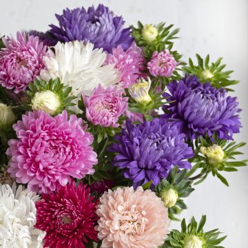 Zomeraster King Size Mix (zaad) - Callistephus chinensis