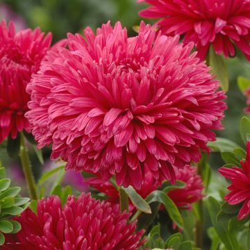 Zomeraster King Size Red (zaad) - Callistephus chinensis