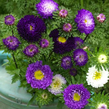 Zomeraster Matsumoto Blue Ocean Mix (zaad) - Callistephus chinensis