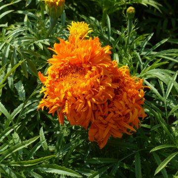 Groot afrikaantje Fantastic Orange (zaad) - Tagetes erecta
