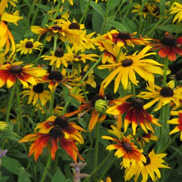 Rudbeckia hirta Gloriosa Daisy (zaad) - Zonnehoed