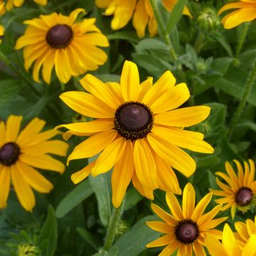 Rudbeckia hirta Marmalade (zaad Bio) - Zonnehoed