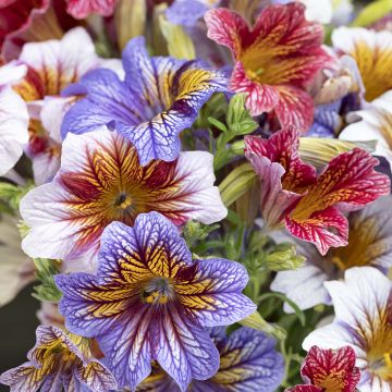 Salpiglossis sinuata Tora Staring Eyes (zaad)