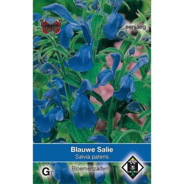 Salvia patens - Blauwe salie (zaad)