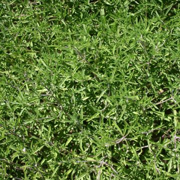 Bonenkruid eenjarig BIO