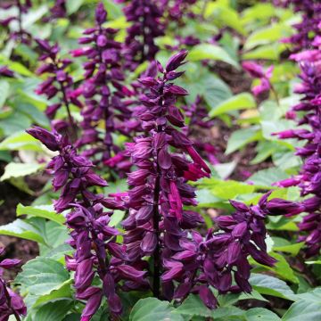 Salvia Estella Purple - Vuursalie (zaad)