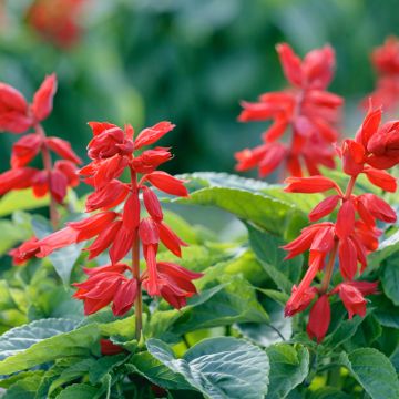 Salvia Estella Red - Vuursalie (zaad)
