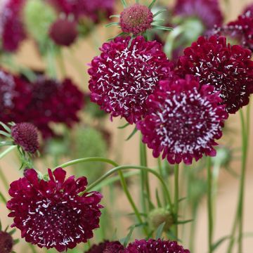 Scabiosa atropurpurea Fire King (zaad) - Duifkruid
