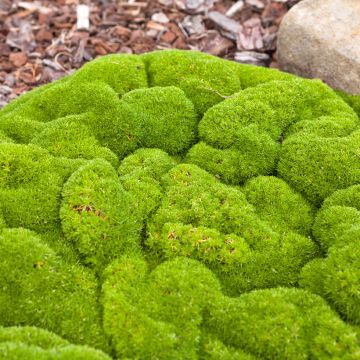 Scleranthus biflorus (zaad) - Nieuw-Zeelands mos