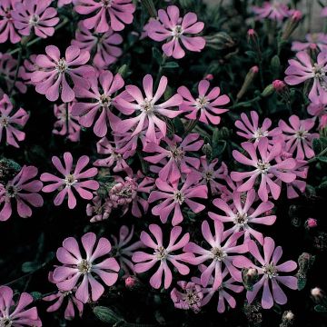 Silene Pink Pirouette (zaad) - Rode silene