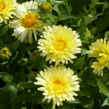 Calendula officinalis Double Lemon (zaad) - Goudsbloem